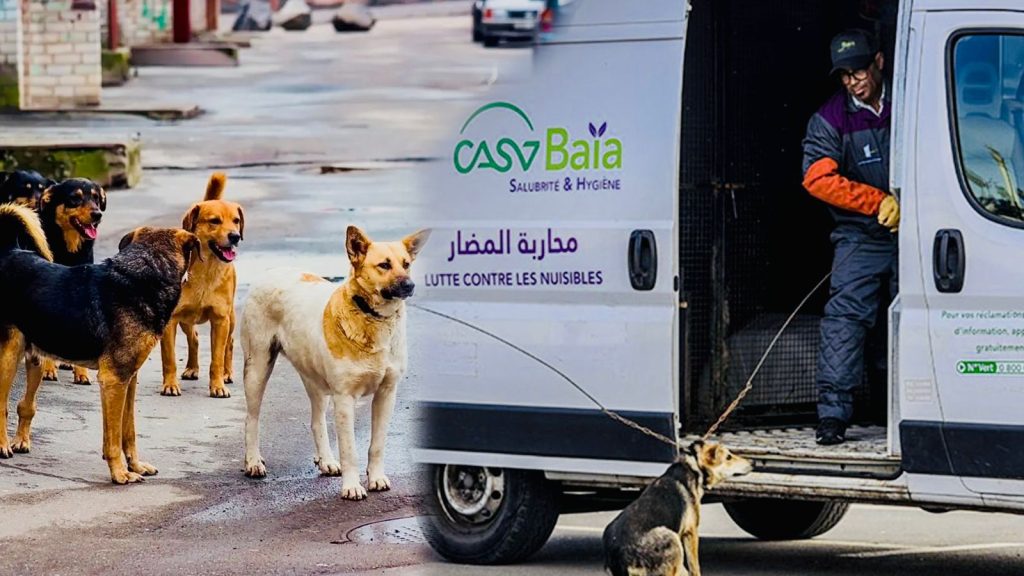 أزمة الكلاب الضالة بالبيضاء: جمعيات حقوق الحيوان تدخل على الخط