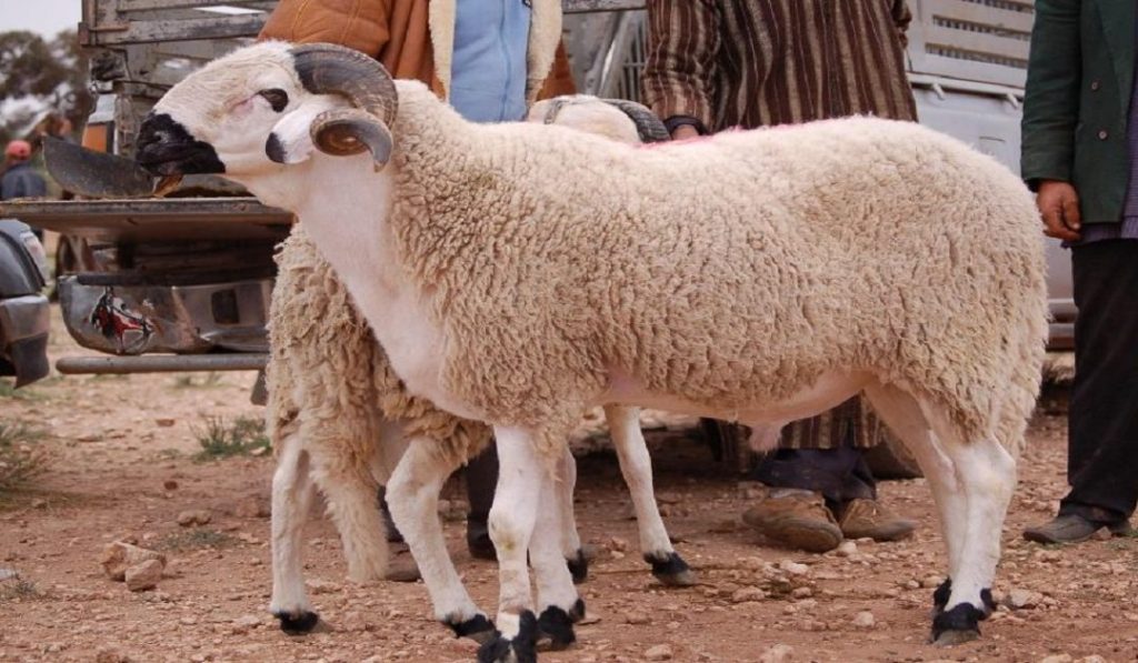 دليل أونسا: كيف تختار أضحية العيد وفق معايير السلامة الصحية؟