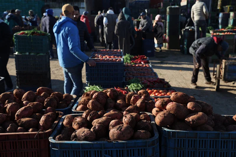 الموسم الفلاحي الجيد يثمر استقرارا في أسعار الخضر والفواكه بالجملة