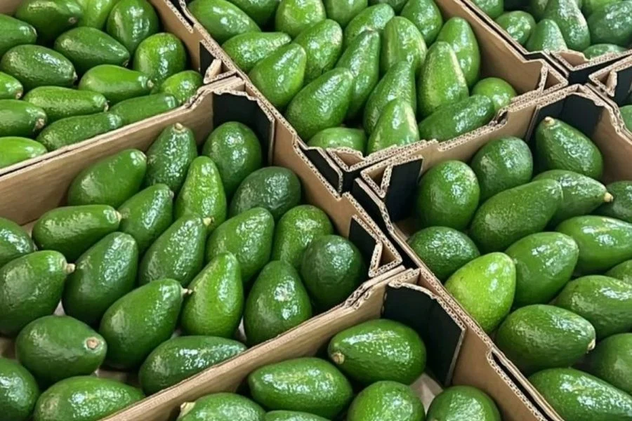 المغرب يعزز مكانته العالمية في سوق الأفوكادو بتوقعات إنتاج وتصدير قياسية