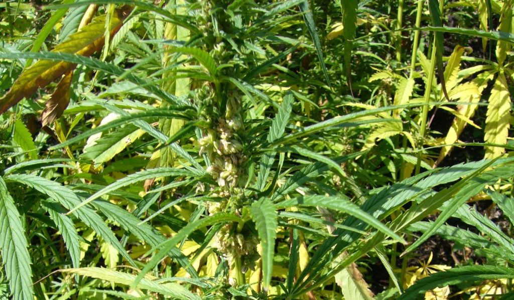 دواء مغربي من القنب الهندي لعلاج الصرع يعرض لأول مرة بمعرض دولي في ميلانو
