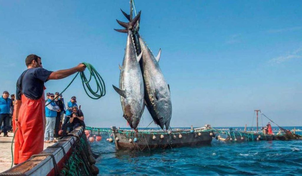 الصيد الساحلي والتقليدي: ارتفاع الكميات المفرغة بـ19% عند متم شتنبر