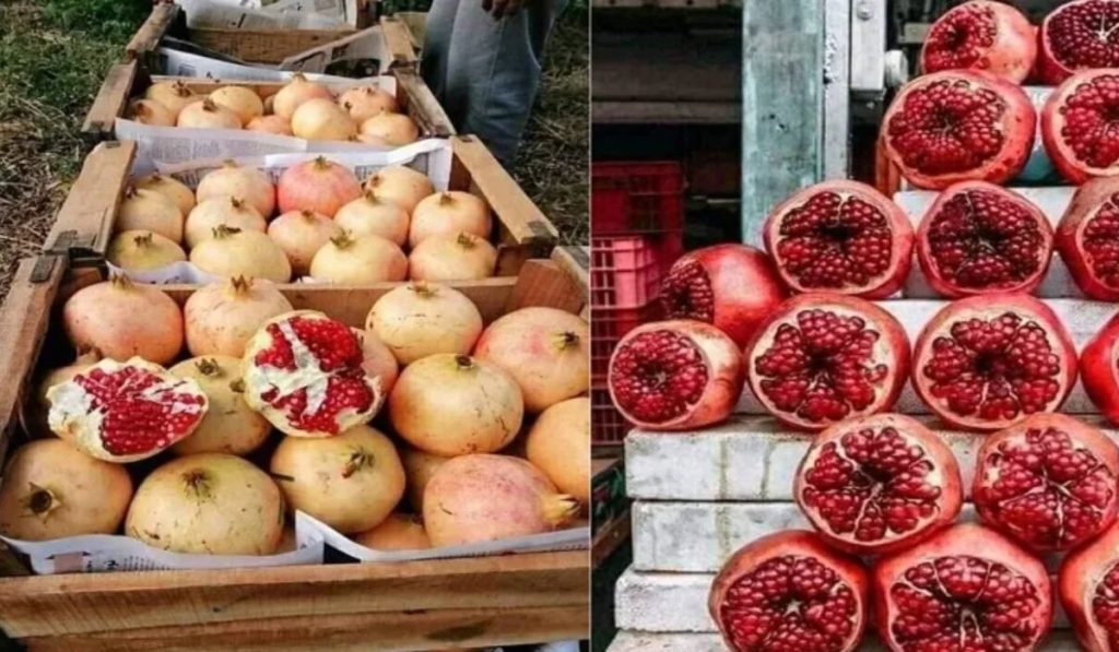 أسعار فواكه الخريف تتضاعف بين أسواق الجملة ومحلات البيع بالمغرب